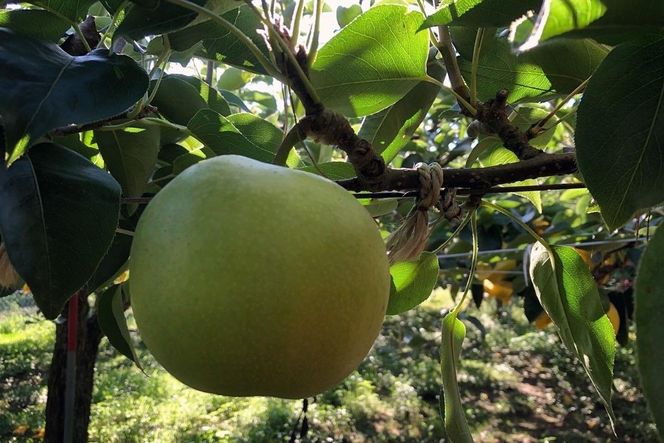 【先行予約／数量限定100】【訳あり】20世紀梨 優品 5kg（13～20玉入り）（2026年9月上旬～発送）　SF00039