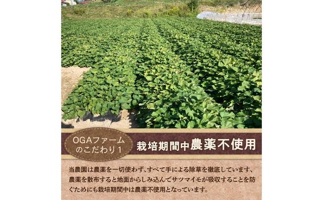 【予約：2026年10月下旬から順次発送】北の果てのサツマイモ ハロウィンスイート ※土付き ( 北海道 野菜 芋 さつま芋 さつまいも サツマイモ 期間限定 数量限定 )【133-0001-2026】