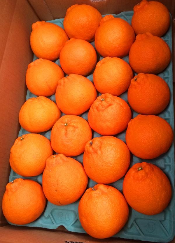 紀州有田産不知火(しらぬひ) 約５kg［2027年2月中旬以降発送］［先行予約］［UT40w］AN019