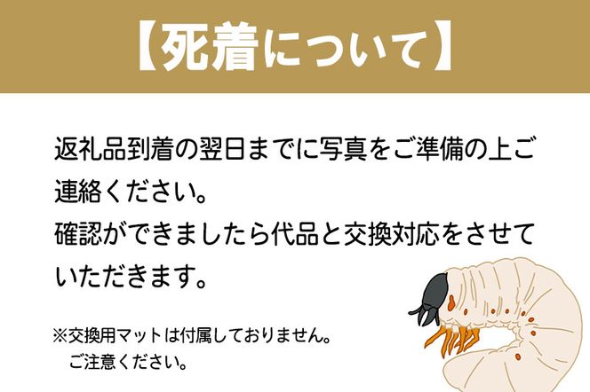 宮城県利府町産 カブトムシ幼虫5匹セット|06_ods-030501