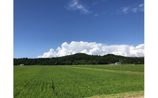 【令和7年産米】新潟県村上市 桃川産　直播米　泥根性こしいぶき10㎏ 1040004