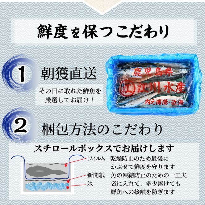 【0301102b】＜定期便・全2回(9月・10月)＞「秋の鮮魚BOX」朝獲れ発送！鮮魚問屋が厳選したおまかせ鮮魚(約2kg程度×2回)魚 魚介類 鮮魚 海鮮 詰め合わせ セット 刺身 天ぷら 煮つけ 塩焼き【江川商店】