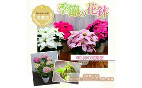 【定期便年3回　季節の花鉢】農林水産大臣賞を受賞したフローリストがアレンジする 季節を知らせる花鉢【 花 お花 神奈川県 小田原市 】 142069_GL007