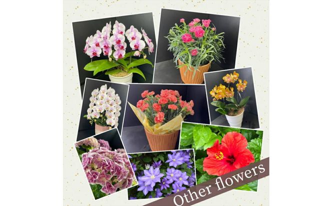 【定期便年6回　季節の花鉢】農林水産大臣賞を受賞したフローリストがアレンジする 季節を知らせる花鉢【 花 お花 神奈川県 小田原市 】 142069_GL008