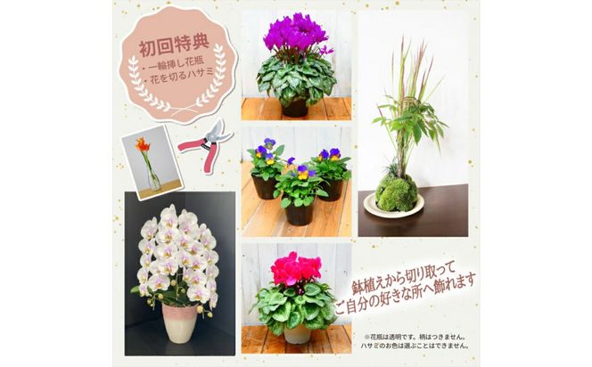 【定期便年12回　季節の花鉢】農林水産大臣賞を受賞したフローリストがアレンジする 季節を知らせる花鉢【 花 お花 神奈川県 小田原市 】 142069_GL009