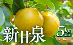 290.【先行予約】新甘泉　5kg前後（5～18玉前後）｜梨 なし 新甘泉 しんかんせん ◇ ※8月中旬～9月中旬頃に順次発送予定 313726_AN063