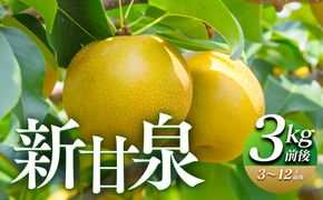 291.【先行予約】新甘泉　3kg前後（3～12玉前後）｜梨 なし 新甘泉 しんかんせん ◇※2026年8月下旬～9月下旬頃に順次発送予定 313726_AN064