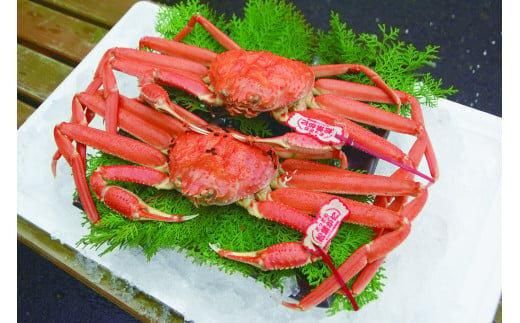 95.【ボイル】タグ付き松葉ガニ　大2枚※2025年11月上旬～2026年3月下旬頃に順次発送予定 313726_AL005VC02