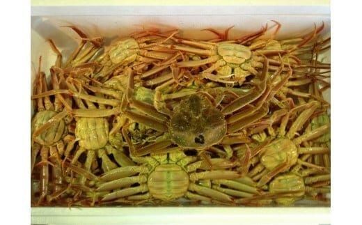 103.[ボイル]鳥取県産 セコガニ 訳あり 良品 2kg※2025年11月上旬〜12月下旬頃に順次発送予定◇ 313726_AL009VC02
