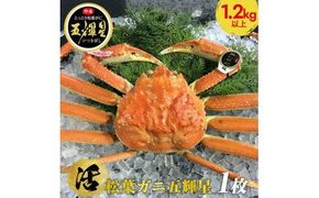 576.【活】鳥取ブランド　松葉ガニ　『五輝星』※2025年11月上旬～2026年3月下旬頃に順次発送予定※着日指定不可 313726_AL010VC01