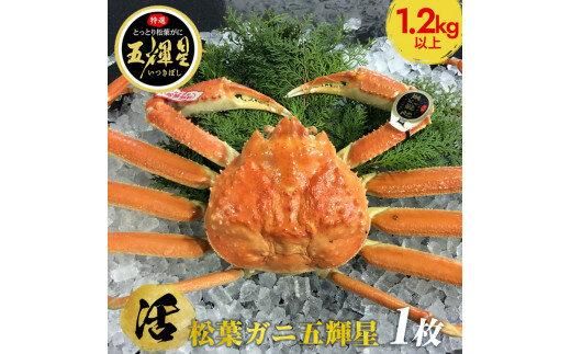 576.【活】鳥取ブランド　松葉ガニ　『五輝星』※2025年11月上旬～2026年3月下旬頃に順次発送予定※着日指定不可 313726_AL010VC01