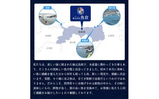 576.【活】鳥取ブランド　松葉ガニ　『五輝星』※2025年11月上旬～2026年3月下旬頃に順次発送予定※着日指定不可 313726_AL010VC01