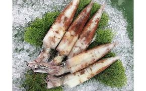 126.刺身用　白イカ※2026年5月下旬～9月上旬頃に順次発送予定※着日指定不可 313726_AL012