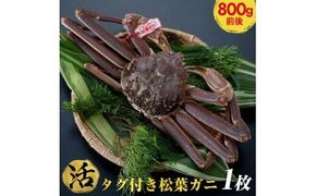 664.【活】タグ付き　松葉ガニ　大1枚（800g前後）◇【着日指定不可】※2025年11月上旬～2026年3月下旬頃に順次発送予定《かに カニ 蟹》 313726_AL012VC01