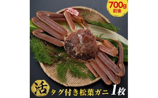 665.[活]タグ付き松葉ガニ 中1枚(700g前後)◇[着日指定不可]※2025年11月上旬〜2026年3月下旬頃に順次発送予定[かに カニ 蟹] 313726_AL013VC01