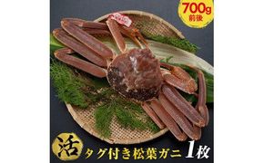 665.【活】タグ付き松葉ガニ　中1枚（700g前後）◇【着日指定不可】※2025年11月上旬～2026年3月下旬頃に順次発送予定《かに カニ 蟹》 313726_AL013VC01