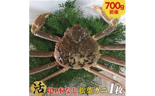 668.[活]足1本なし訳あり松葉ガニ 中1枚(700g前後)[着日指定不可]※2025年11月上旬〜2026年3月下旬頃に順次発送予定[かに カニ 蟹] 313726_AL014VC01