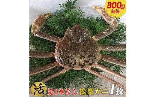 667.[活]足1本なし 訳あり 松葉ガニ 大1枚(800g前後)[着日指定不可]※2025年11月上旬〜2026年3月下旬頃に順次発送予定[かに カニ 蟹] 313726_AL015VC01