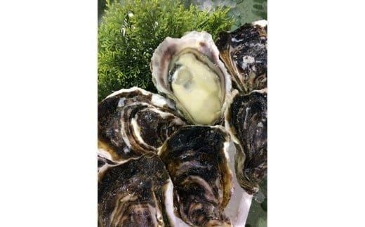 128.[2026年6月上旬以降発送 先行予約]鳥取県産 天然岩ガキ『夏輝』 おまかせ3kg(約7〜12個) 牡蠣 カキ ※1個の重さによって個数が変わります ※着日指定不可※2026年6月上旬〜8月下旬頃に順次発送予定 313726