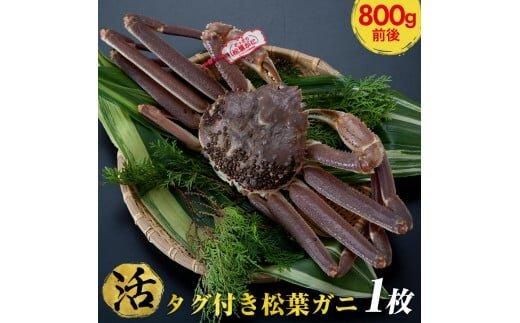 690.[早期受付][活]タグ付き松葉ガニ 大1枚(800g前後)[かに カニ 蟹 ズワイガニ]※着日指定不可※2025年11月上旬頃から順次発送予定 313726_AL023VC01