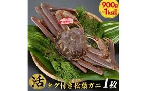 689.【早期受付】【活】タグ付き松葉ガニ　特大1枚（900g～1kg前後）《かに カニ 蟹》※着日指定不可※2026年11月上旬頃から順次発送予定 313726_AL024VC01