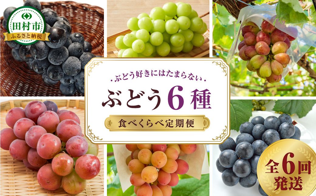 [先行予約]＼ぶどう6種食べくらべ定期便/ 6回発送 冷蔵 高級 種無し 種なし シャインマスカット ブドウ ぶどう 品種 果物 フルーツ 巨峰 美味しい 希少 人気 ランキング ギフト 納税 福島 ふくしま 田村市 鈴木農園 S00-F84-01