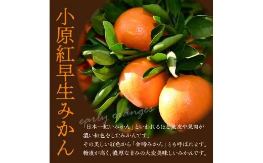讃岐のレモンと小原紅早生みかんのクリームサンド10個(化粧箱入り) 372013_BQ015