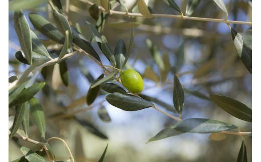 OLIVE COFFEE　ドリップパックコーヒー15個 372013_DA001