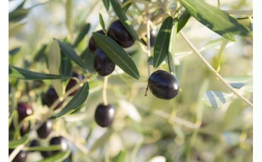 OLIVE COFFEE　ドリップパックコーヒー15個 372013_DA001