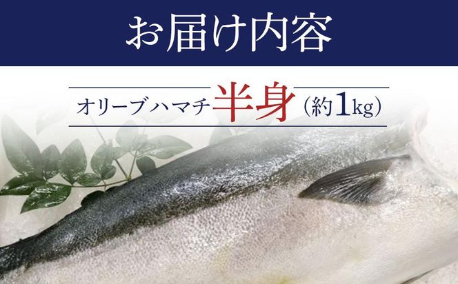 オリーブハマチ 半身 約1kg 372013_EG002
