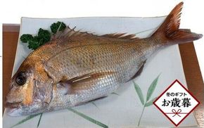 【お歳暮ギフト】天然真鯛 刺身用（4人～5人前） 372013_ES013