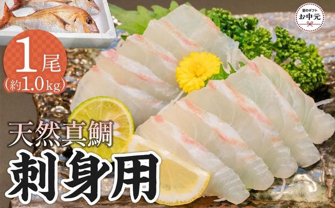 【お中元ギフト】天然真鯛 刺身用（4人～5人前） 372013_ES018