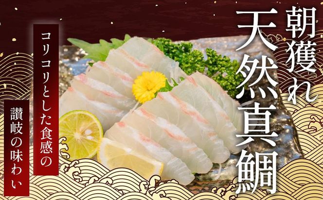 【お中元ギフト】天然真鯛 刺身用（4人～5人前） 372013_ES018