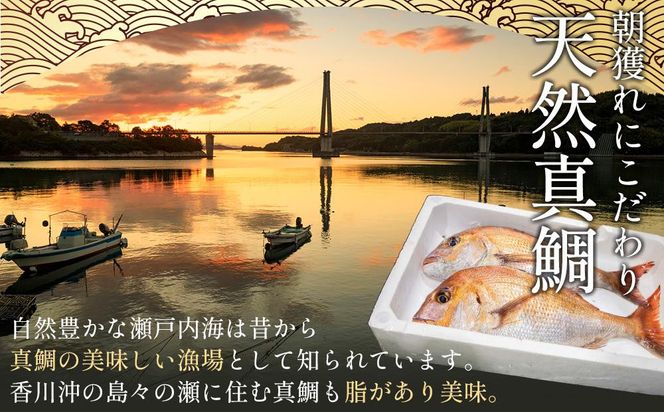 【お中元ギフト】天然真鯛 刺身用（4人～5人前） 372013_ES018