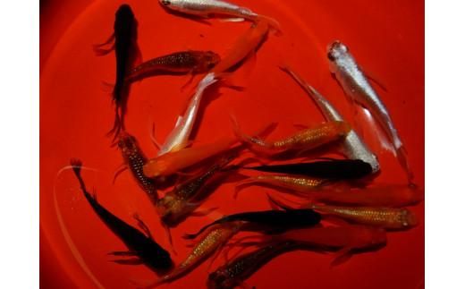 y쌧sz]̂߂̓I߂ ~bNXq߂10yA 372013_EX001