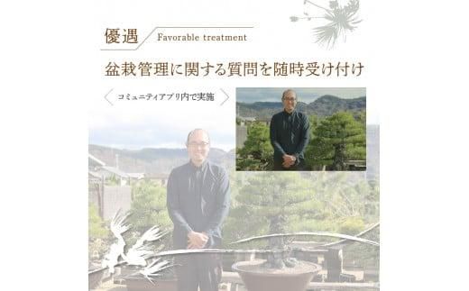 【ふるさと納税】盆栽パトロンNFT ゴールドランク（デジタル商品・実物の盆栽は含まれません） 372013_FU001