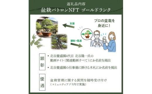 【ふるさと納税】盆栽パトロンNFT ゴールドランク（デジタル商品・実物の盆栽は含まれません） 372013_FU001
