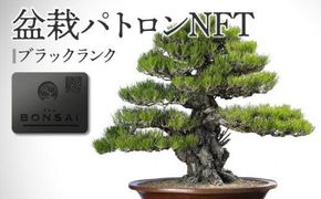 【ふるさと納税】盆栽パトロンNFT ブラックランク（デジタル商品・実物の盆栽は含まれません） 372013_FU002