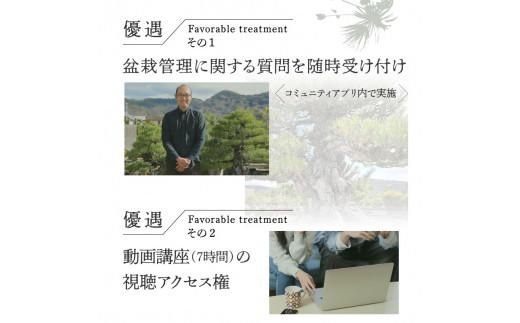 【ふるさと納税】盆栽パトロンNFT ブラックランク（デジタル商品・実物の盆栽は含まれません） 372013_FU002