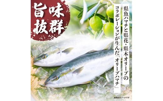 オリーブハマチ（養殖）　フィーレ（3枚卸） 372013_FV004