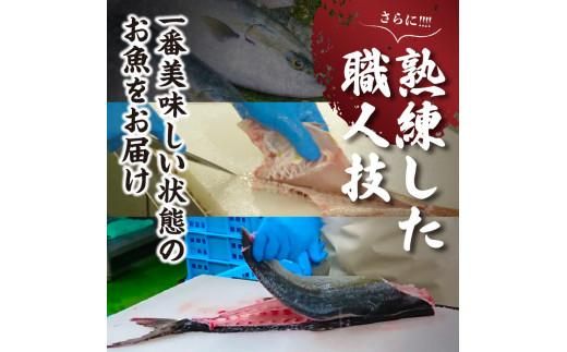 オリーブハマチ（養殖）　フィーレ（3枚卸） 372013_FV004