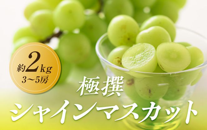 【2026年8月中旬より順次発送】極撰！シャインマスカット　約2kg(3～5房)｜ぶどう マスカット シャインマスカット ブドウ 種なしぶどう 種無し 葡萄 果物 フルーツ くだもの 先行予約 冷蔵 香川 高松 372013_GM002