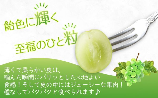 【2026年8月中旬より順次発送】極撰！シャインマスカット　約2kg(3～5房)｜ぶどう マスカット シャインマスカット ブドウ 種なしぶどう 種無し 葡萄 果物 フルーツ くだもの 先行予約 冷蔵 香川 高松 372013_GM002