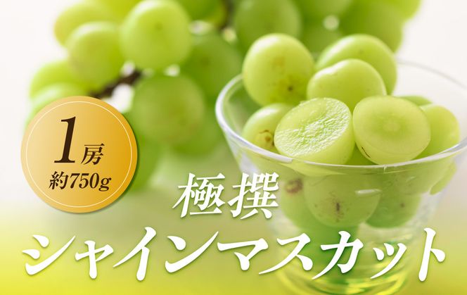 【2026年8月中旬より順次発送】極撰！大房シャインマスカット1房(約750g)｜ぶどう マスカット シャインマスカット ブドウ 種なし 種無し 葡萄 果物 フルーツ くだもの 先行予約 冷蔵 香川 高松 372013_GM003