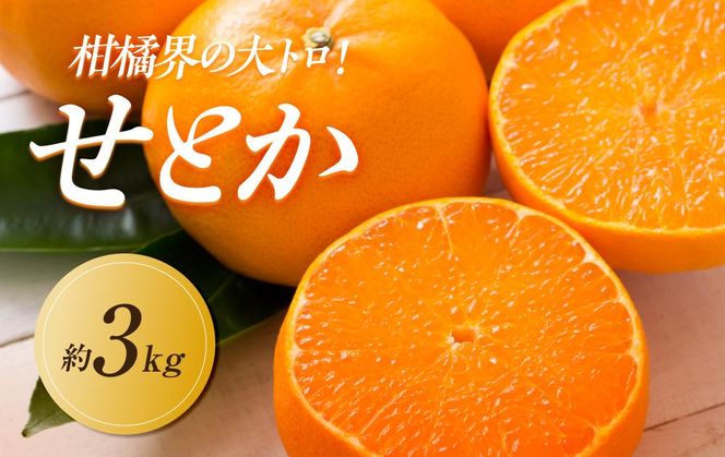 【2026年2月中旬より順次発送】柑橘界の大トロ！せとか　約3kg｜果物 くだもの フルーツ 柑橘 みかん せとか ミカン 人気 おすすめ お土産 ギフト 贈答 家庭用 先行予約 人気 おすすめ 香川 高松 372013_GM004