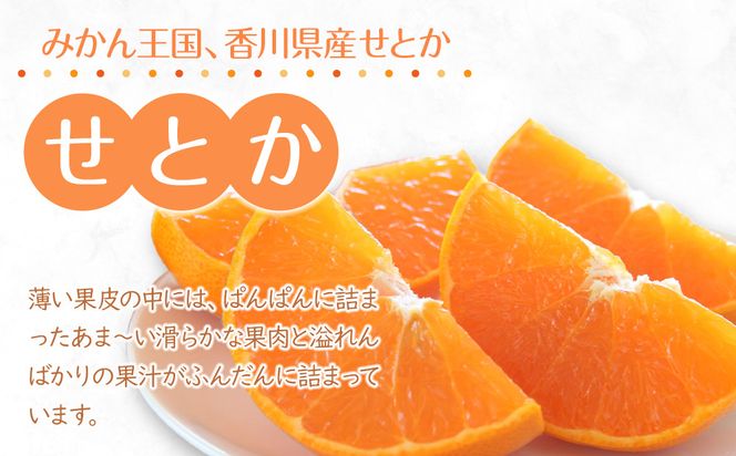 【2026年2月中旬より順次発送】柑橘界の大トロ！せとか　約3kg｜果物 くだもの フルーツ 柑橘 みかん せとか ミカン 人気 おすすめ お土産 ギフト 贈答 家庭用 先行予約 人気 おすすめ 香川 高松 372013_GM004