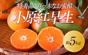 【2025年11月中旬より順次発送】特秀品！真っ赤なお蜜柑「小原紅早生」約5kg｜果物 くだもの フルーツ 柑橘 みかん 小原紅早生  濃厚 甘い ミカン 人気 おすすめ 先行予約 香川 高松 372013_GM007