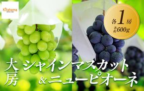 【2026年8月中旬より順次発送】大房シャインマスカット＆ 大房ニューピオーネ　各1房(各約600g｜ぶどう マスカット シャインマスカット ブドウ 種なしぶどう 種無し 葡萄 果物 フルーツ くだもの 先行予約 冷蔵 香川 高松 372013_GM016