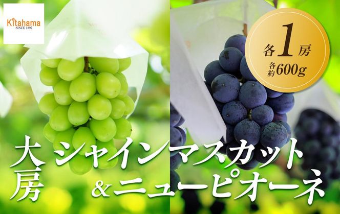 【2026年8月中旬より順次発送】大房シャインマスカット＆ 大房ニューピオーネ　各1房(各約600g｜ぶどう マスカット シャインマスカット ブドウ 種なしぶどう 種無し 葡萄 果物 フルーツ くだもの 先行予約 冷蔵 香川 高松 372013_GM016