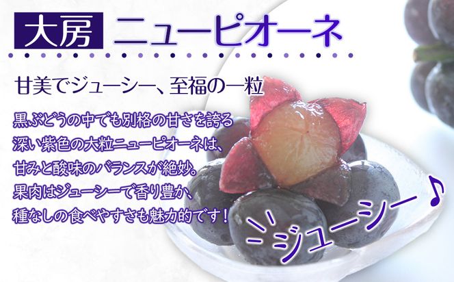 【2026年8月中旬より順次発送】大房シャインマスカット＆ 大房ニューピオーネ　各1房(各約600g｜ぶどう マスカット シャインマスカット ブドウ 種なしぶどう 種無し 葡萄 果物 フルーツ くだもの 先行予約 冷蔵 香川 高松 372013_GM016